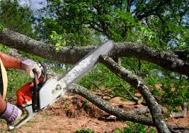 Best Tree Removal  in Boulder Creek, CA