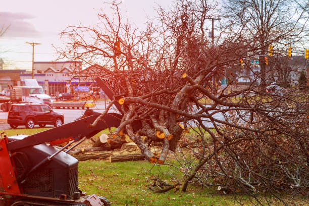 Best Hedge Trimming  in Boulder Creek, CA